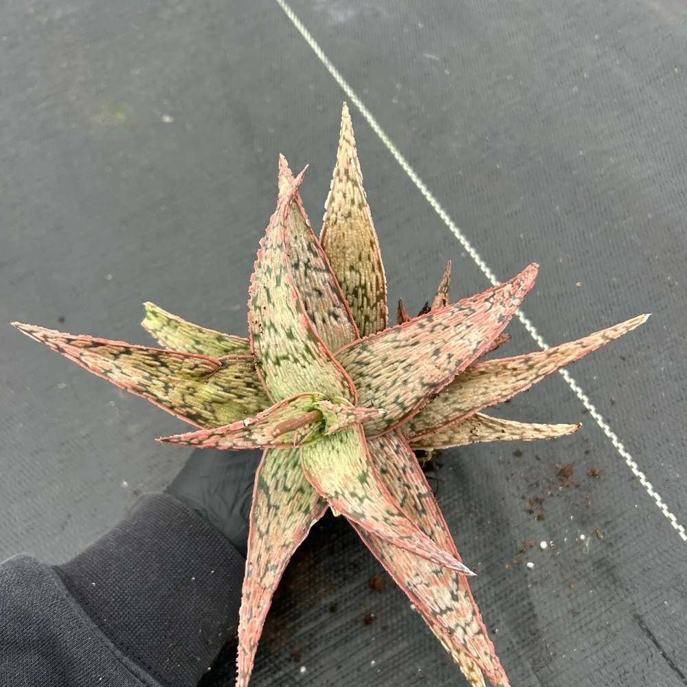 Exotic Reptile Plant - Red and Green